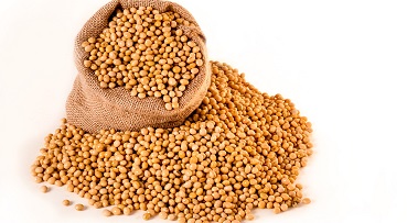 Soja é usada como fábrica biológica de proteína contra a AIDS