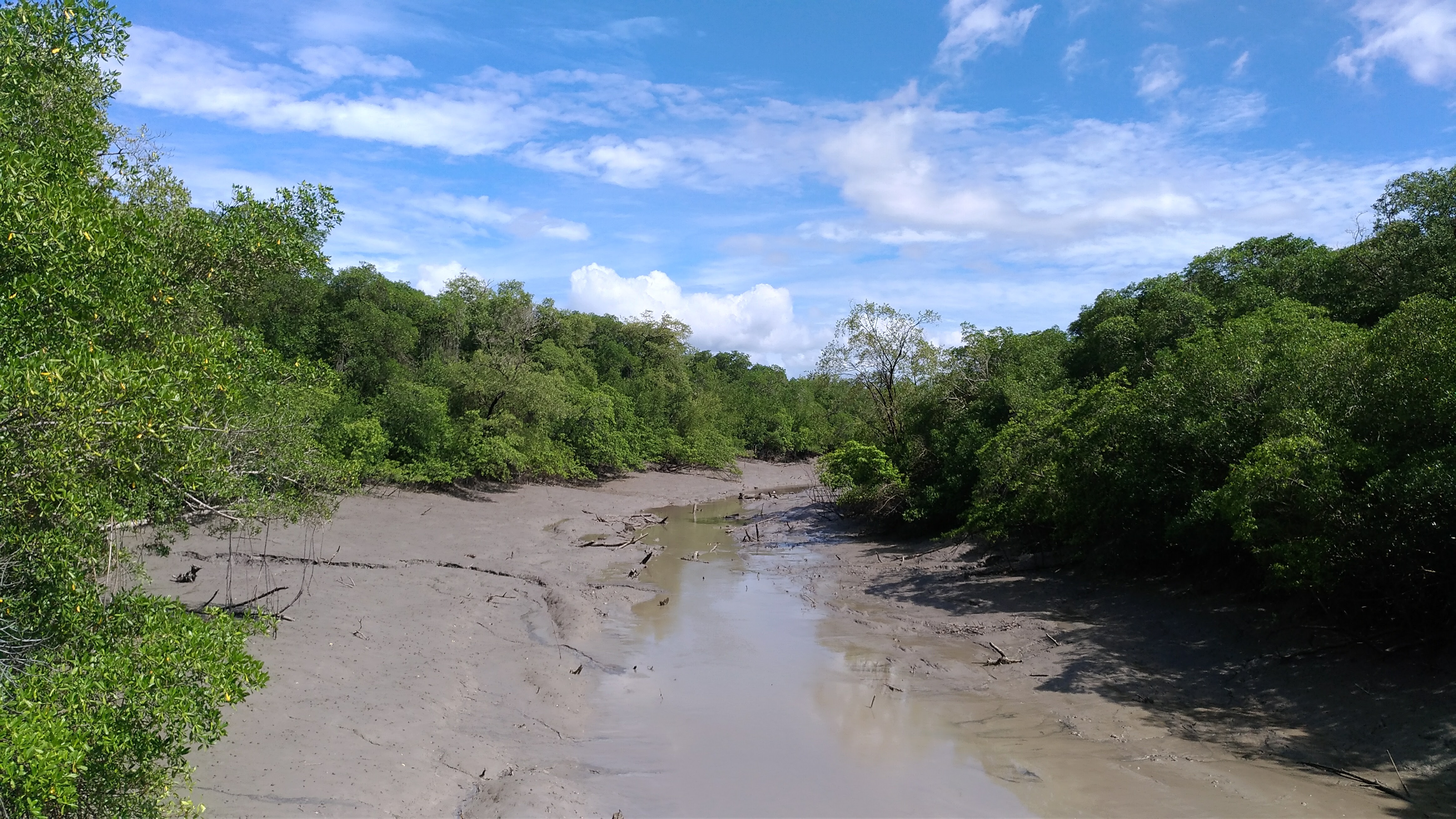 Manguezais no estado do Pará