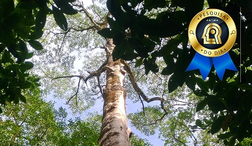 Estudo quantifica estoques de Carbono Azul em Manguezais