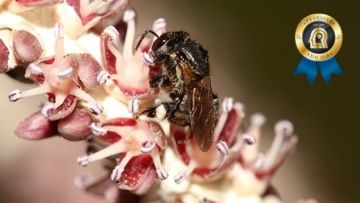 A influência da paisagem nos indivíduos e nas colônias de abelhas sem ferrão