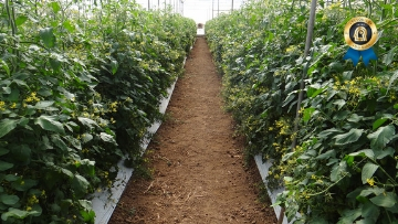 O papel das abelhas sem ferrão no cultivo do tomate