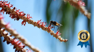 Pesquisa estuda o manejo de polinizadores na produção do açaí