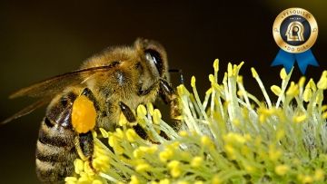 Projeto expande conhecimento científico sobre abelhas em plataformas digitais