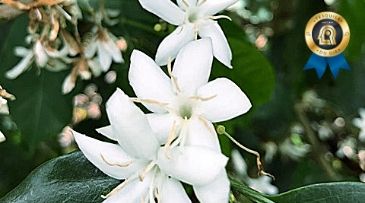 Estudo busca diagnosticar principais polinizadores do café