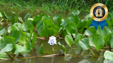 Guia reúne as espécies mais comuns nas várzeas da Amazônia