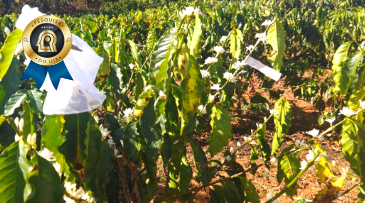 Pesquisa avalia impacto de polinização na cafeicultura