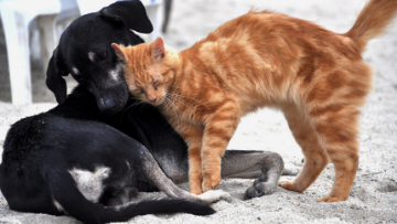 Cães e gatos na pandemia da COVID-19